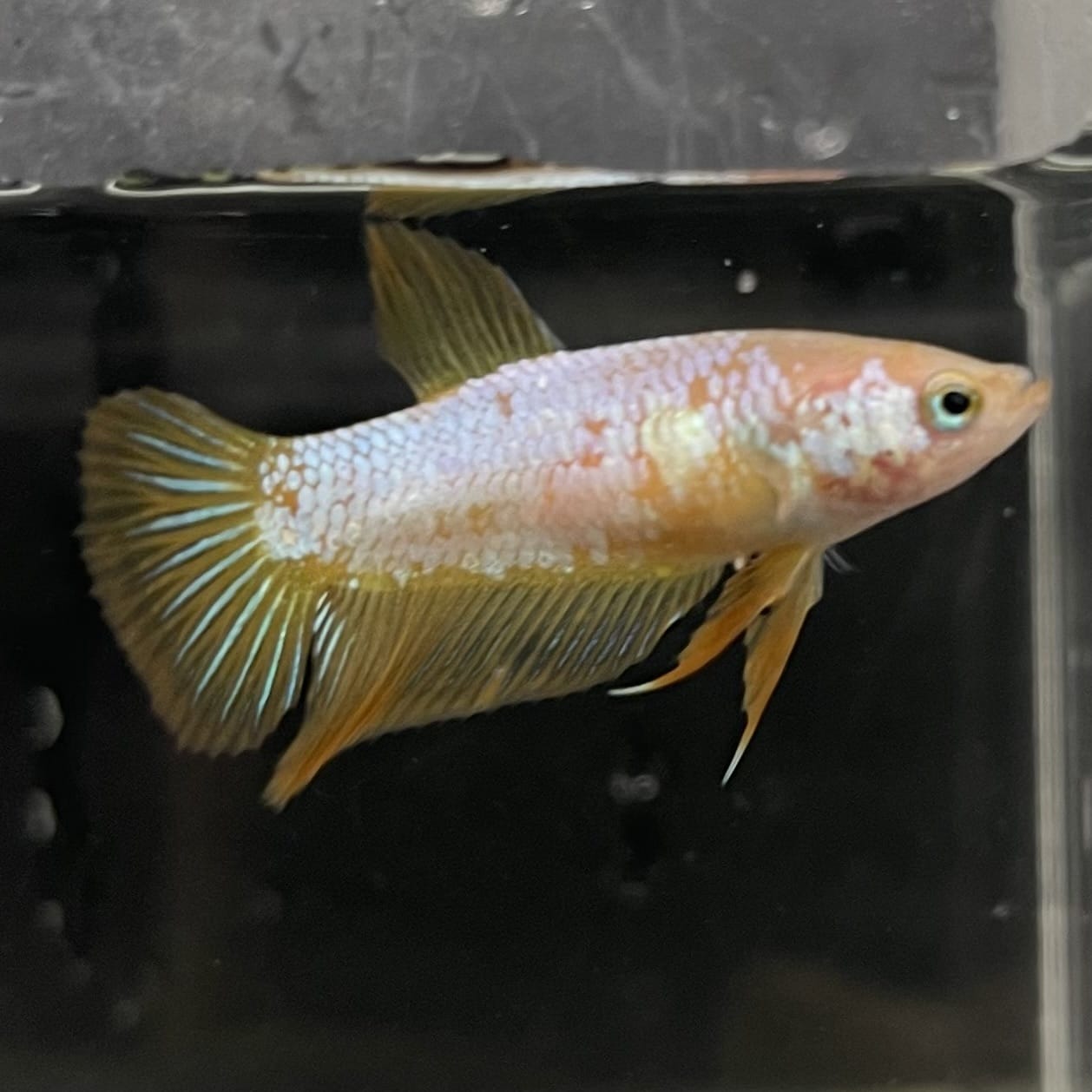 the-fish-farm Female Betta Female Betta - One Only - F Choose your own Female Betta at The Fish Farm Australia