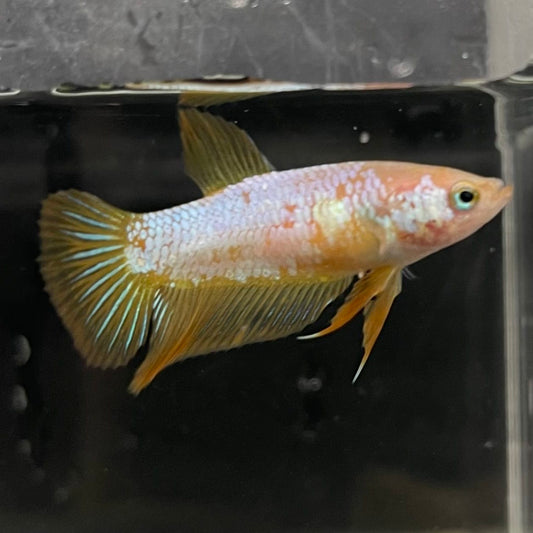 the-fish-farm Female Betta Female Betta - One Only - F Choose your own Female Betta at The Fish Farm Australia