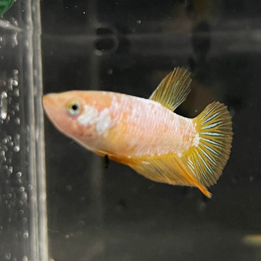 the-fish-farm Female Betta Female Betta - One Only - F Choose your own Female Betta at The Fish Farm Australia