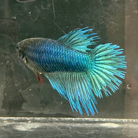 the-fish-farm Female Betta Female Betta - One Only - F Choose your own Female Betta at The Fish Farm Australia