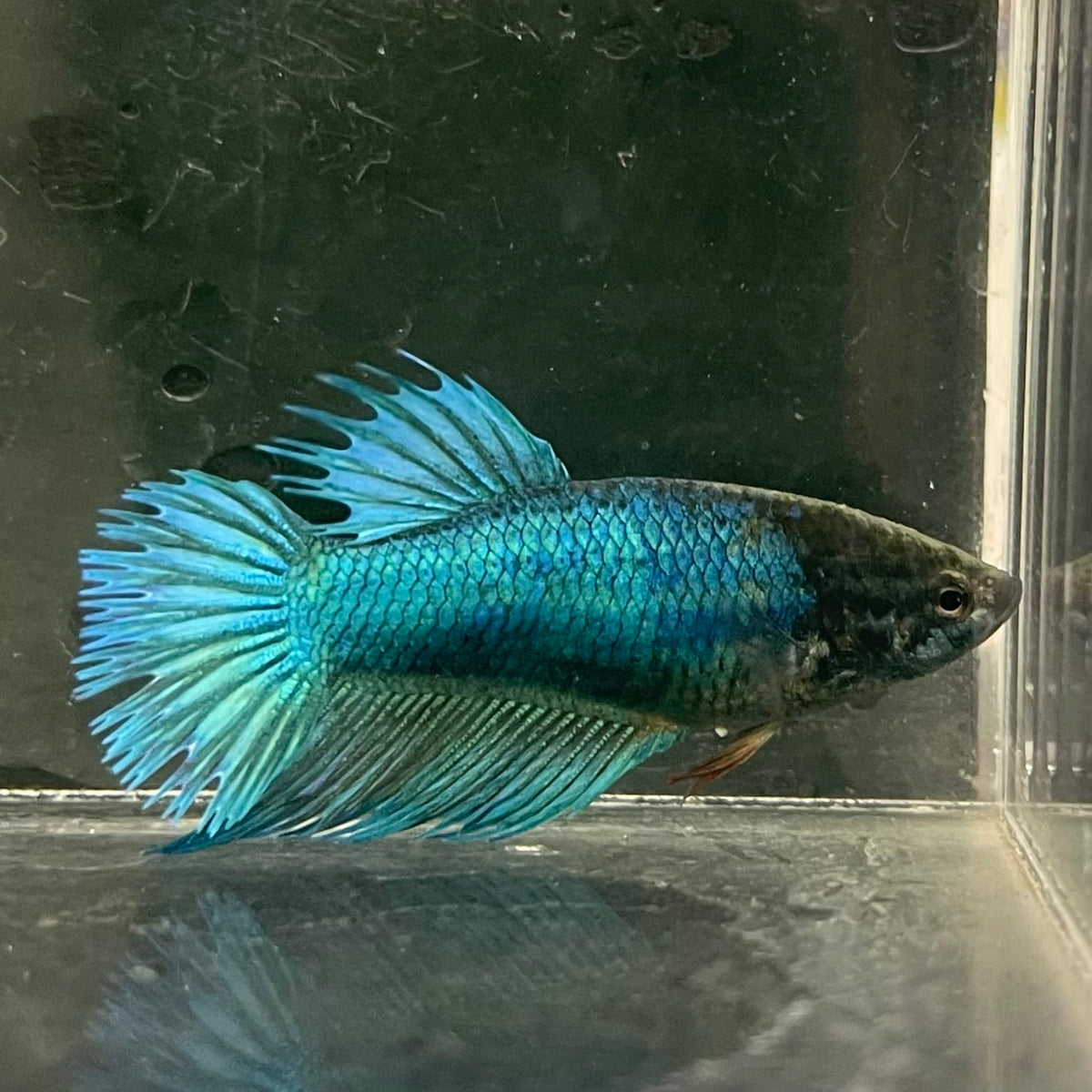 the-fish-farm Female Betta Female Betta - One Only - F Choose your own Female Betta at The Fish Farm Australia