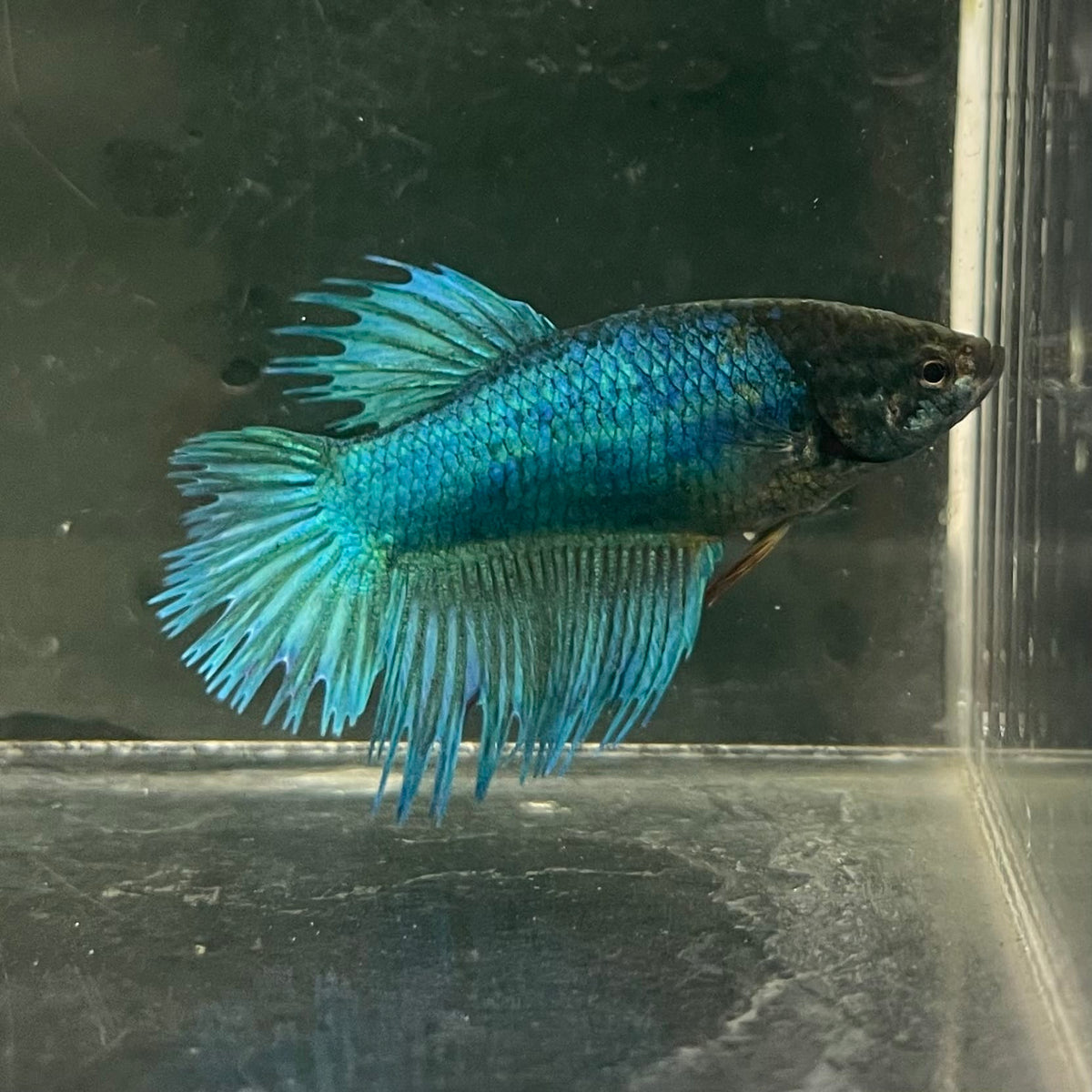 the-fish-farm Female Betta Female Betta - One Only - F Choose your own Female Betta at The Fish Farm Australia