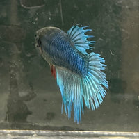 the-fish-farm Female Betta Female Betta - One Only - F Choose your own Female Betta at The Fish Farm Australia