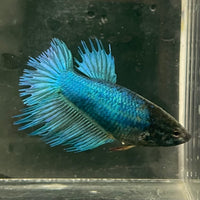 the-fish-farm Female Betta Female Betta - One Only - F Choose your own Female Betta at The Fish Farm Australia