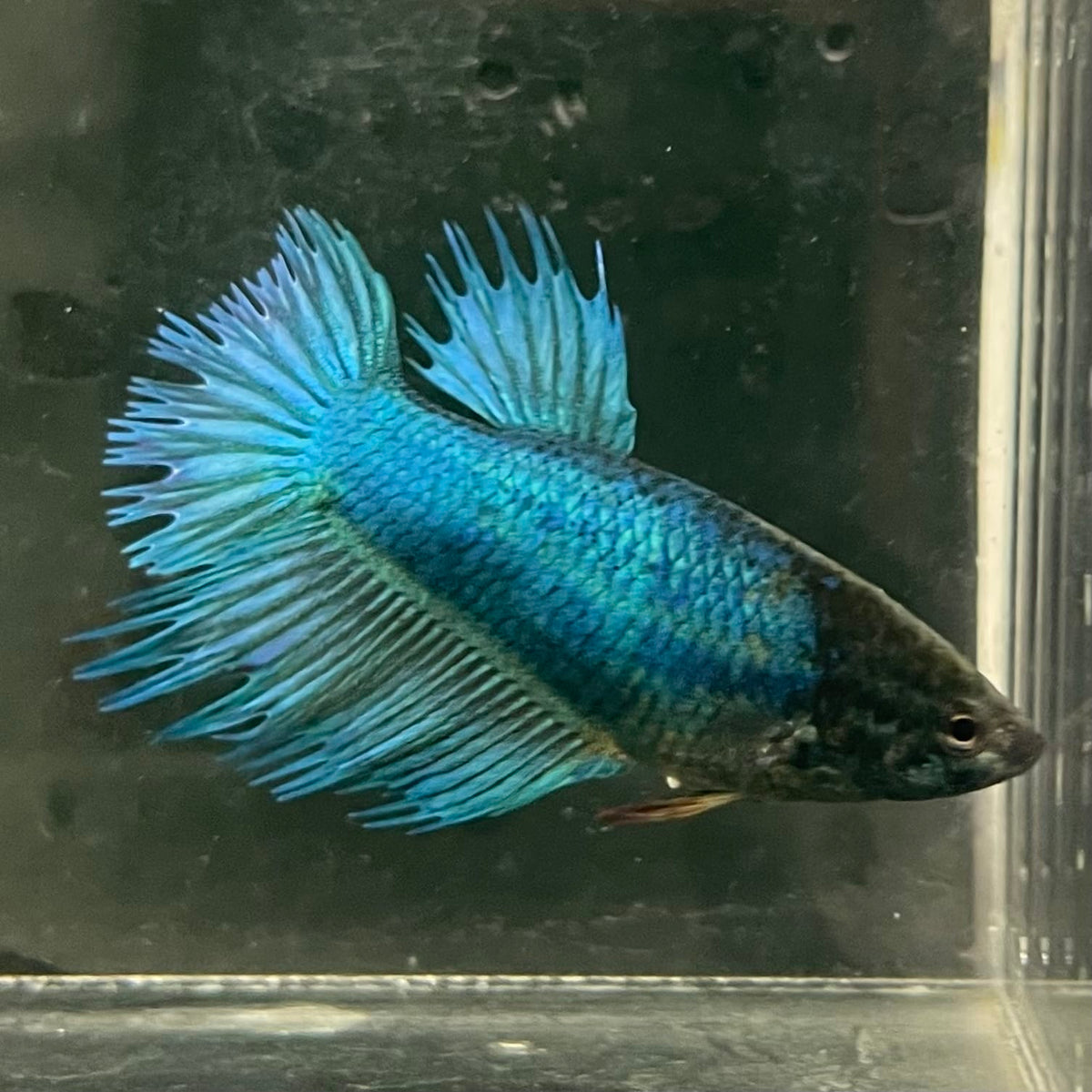 the-fish-farm Female Betta Female Betta - One Only - F Choose your own Female Betta at The Fish Farm Australia