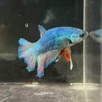 the-fish-farm Female Betta Female Betta - One Only - F Choose your own Female Betta at The Fish Farm Australia