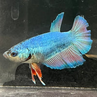 the-fish-farm Female Betta Female Betta - One Only - F Choose your own Female Betta at The Fish Farm Australia