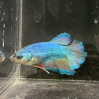 the-fish-farm Female Betta Female Betta - One Only - F Choose your own Female Betta at The Fish Farm Australia