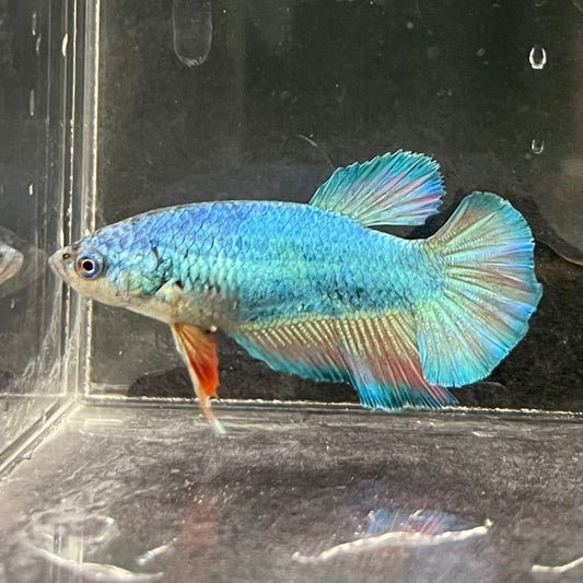 the-fish-farm Female Betta Female Betta - One Only - F Choose your own Female Betta at The Fish Farm Australia