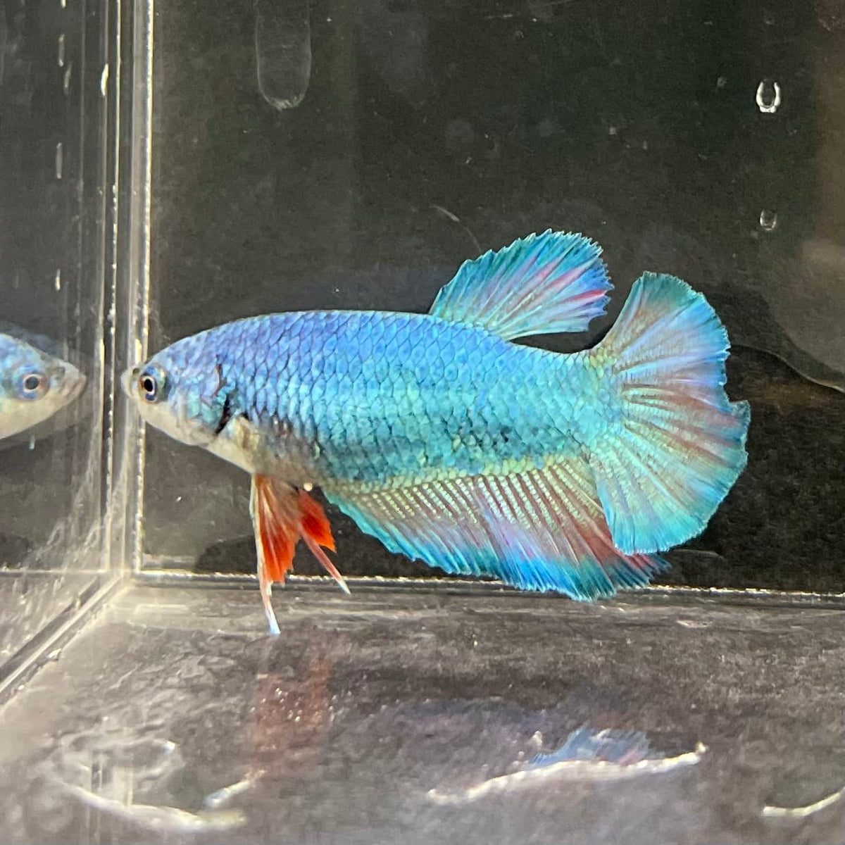 the-fish-farm Female Betta Female Betta - One Only - F Choose your own Female Betta at The Fish Farm Australia