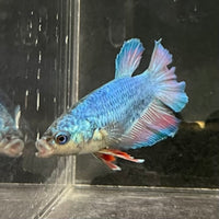 the-fish-farm Female Betta Female Betta - One Only - F Choose your own Female Betta at The Fish Farm Australia