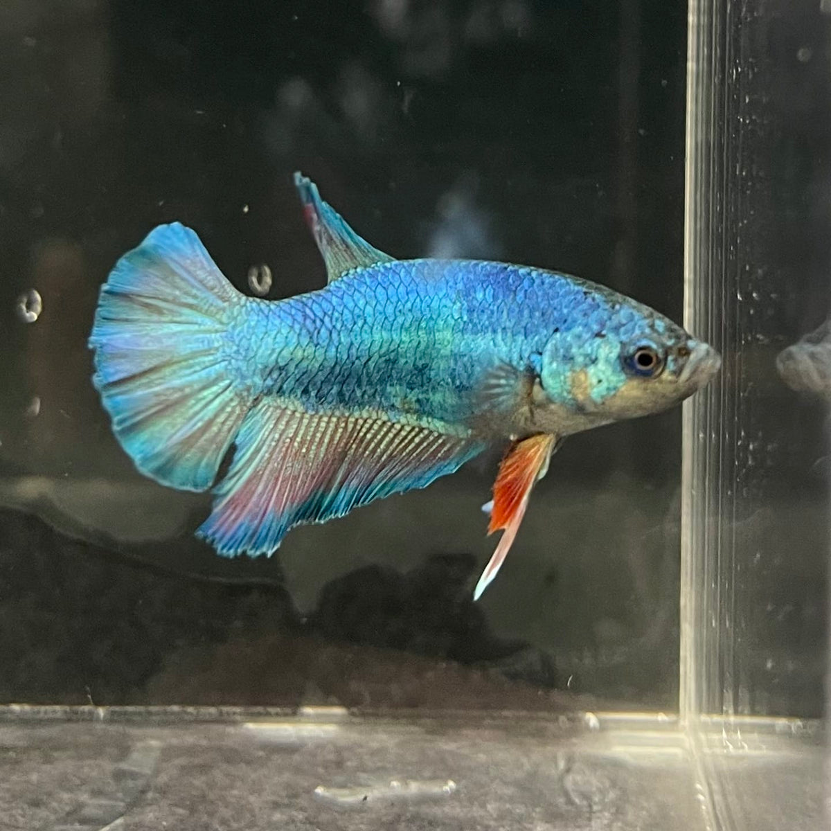 the-fish-farm Female Betta Female Betta - One Only - F Choose your own Female Betta at The Fish Farm Australia
