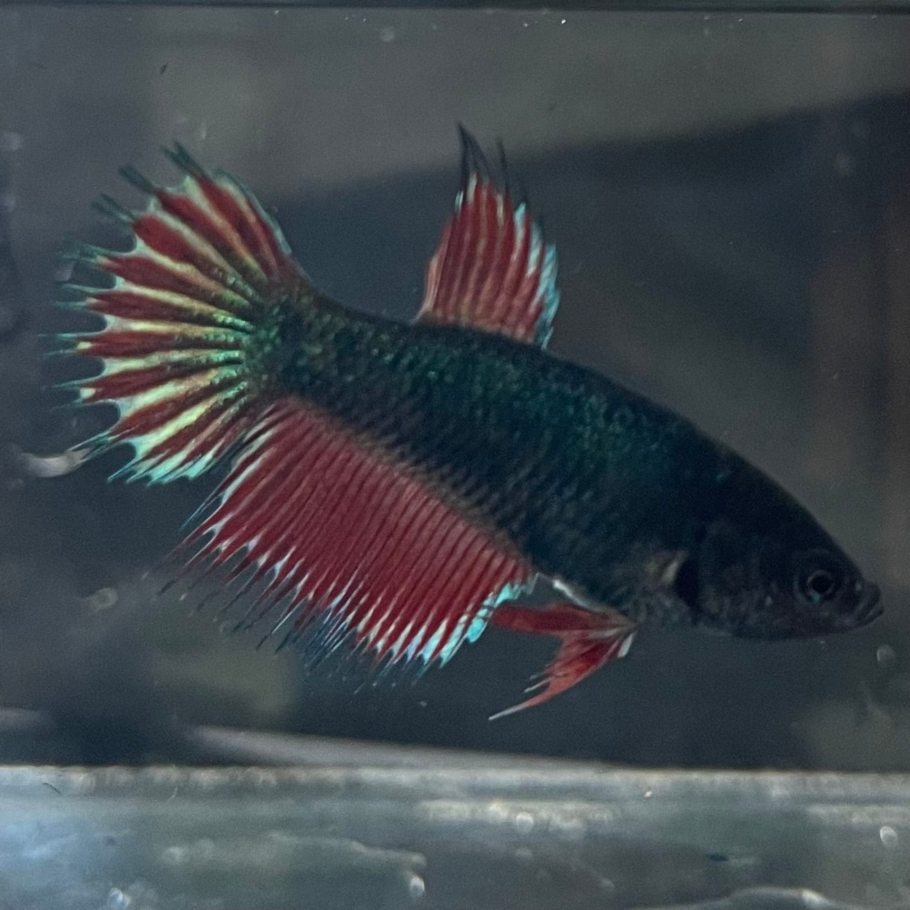 the-fish-farm Female Betta Female Betta - One Only - F Choose your own Female Betta at The Fish Farm Australia