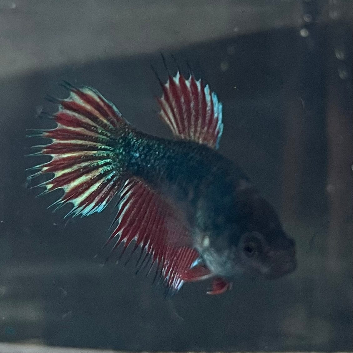 the-fish-farm Female Betta Female Betta - One Only - F Choose your own Female Betta at The Fish Farm Australia