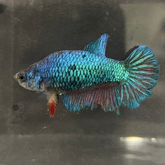 the-fish-farm Female Betta Female Betta - One Only - G Choose your own Female Betta at The Fish Farm Australia