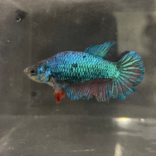the-fish-farm Female Betta Female Betta - One Only - G Choose your own Female Betta at The Fish Farm Australia