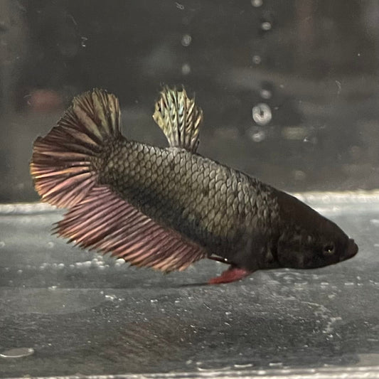 the-fish-farm Female Betta Female Betta - One Only - G Choose your own Female Betta at The Fish Farm Australia