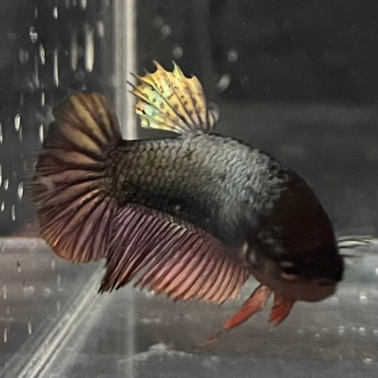 the-fish-farm Female Betta Female Betta - One Only - G Choose your own Female Betta at The Fish Farm Australia