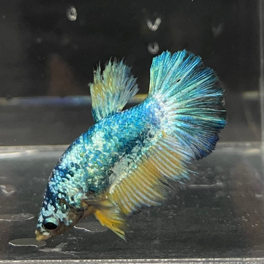the-fish-farm Female Betta Female Betta - One Only - G Choose your own Female Betta at The Fish Farm Australia