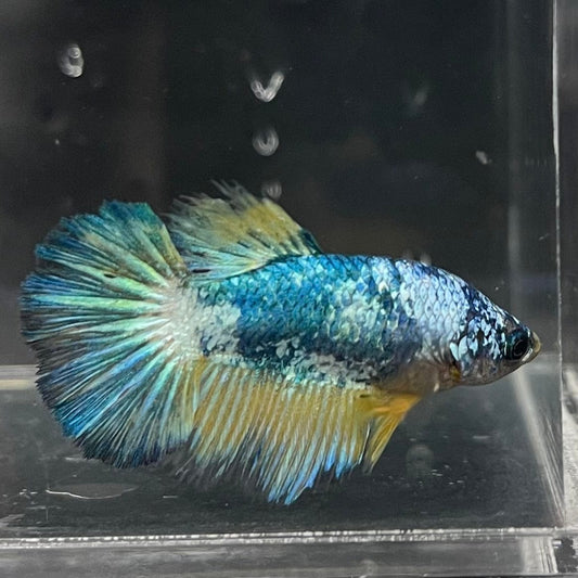 the-fish-farm Female Betta Female Betta - One Only - G Choose your own Female Betta at The Fish Farm Australia