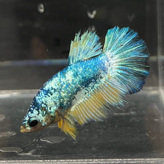 the-fish-farm Female Betta Female Betta - One Only - G Choose your own Female Betta at The Fish Farm Australia
