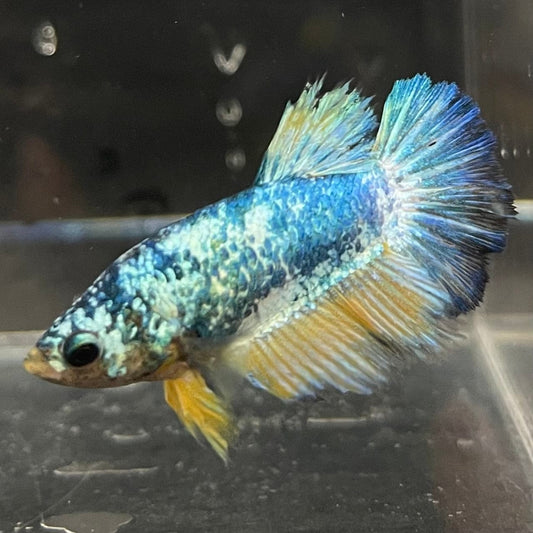 the-fish-farm Female Betta Female Betta - One Only - G Choose your own Female Betta at The Fish Farm Australia