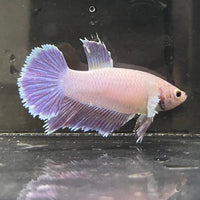 the-fish-farm Female Betta Female Betta - One Only - G Choose your own Female Betta at The Fish Farm Australia