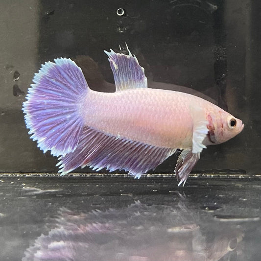 the-fish-farm Female Betta Female Betta - One Only - G Choose your own Female Betta at The Fish Farm Australia