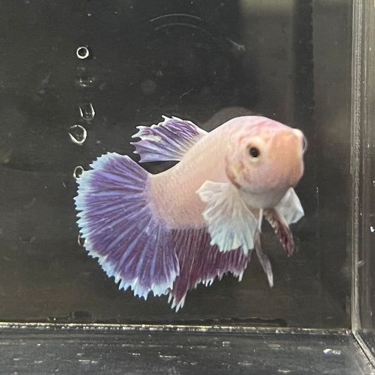 the-fish-farm Female Betta Female Betta - One Only - G Choose your own Female Betta at The Fish Farm Australia