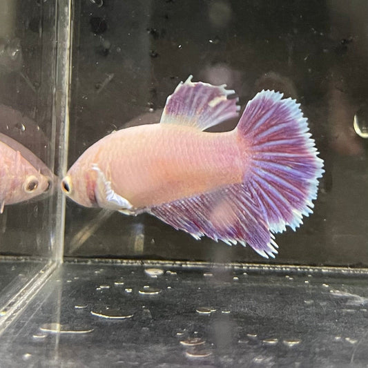 the-fish-farm Female Betta Female Betta - One Only - G Choose your own Female Betta at The Fish Farm Australia