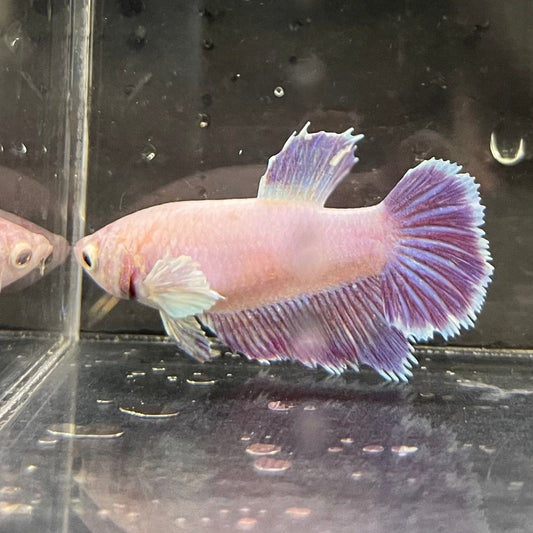 the-fish-farm Female Betta Female Betta - One Only - G Choose your own Female Betta at The Fish Farm Australia