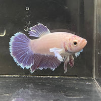 the-fish-farm Female Betta Female Betta - One Only - G Choose your own Female Betta at The Fish Farm Australia