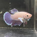 the-fish-farm Female Betta Female Betta - One Only - G Choose your own Female Betta at The Fish Farm Australia