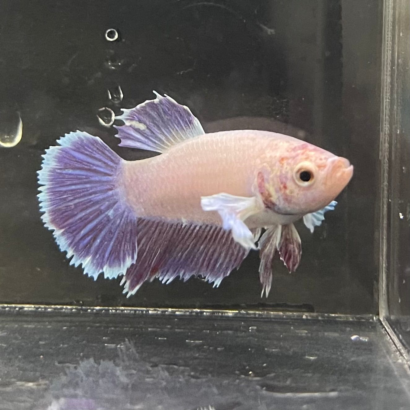 the-fish-farm Female Betta Female Betta - One Only - G Choose your own Female Betta at The Fish Farm Australia