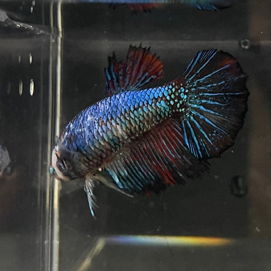 the-fish-farm Female Betta Female Betta - One Only - G Choose your own Female Betta at The Fish Farm Australia