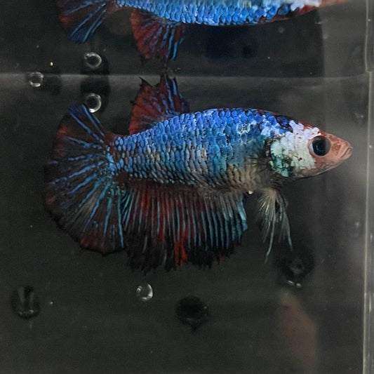 the-fish-farm Female Betta Female Betta - One Only - G Choose your own Female Betta at The Fish Farm Australia