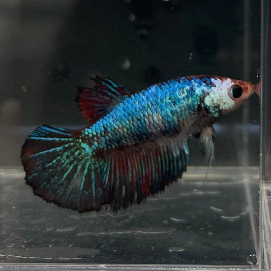 the-fish-farm Female Betta Female Betta - One Only - G Choose your own Female Betta at The Fish Farm Australia