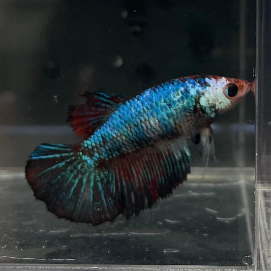 the-fish-farm Female Betta Female Betta - One Only - G Choose your own Female Betta at The Fish Farm Australia