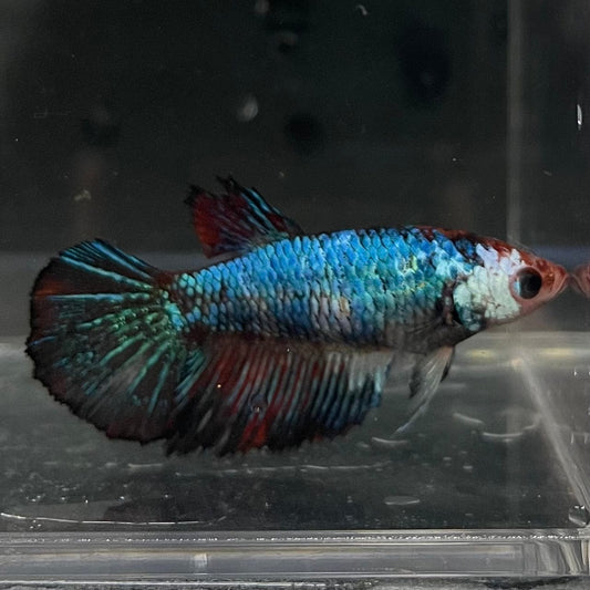 the-fish-farm Female Betta Female Betta - One Only - G Choose your own Female Betta at The Fish Farm Australia