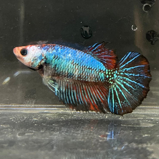 the-fish-farm Female Betta Female Betta - One Only - G Choose your own Female Betta at The Fish Farm Australia