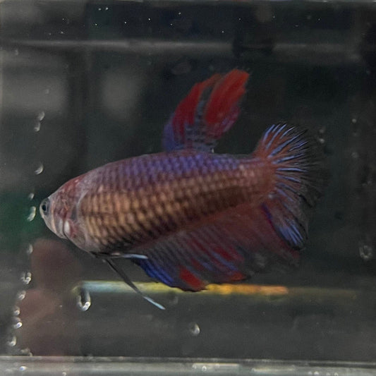 the-fish-farm Female Betta Female Betta - One Only - G Choose your own Female Betta at The Fish Farm Australia