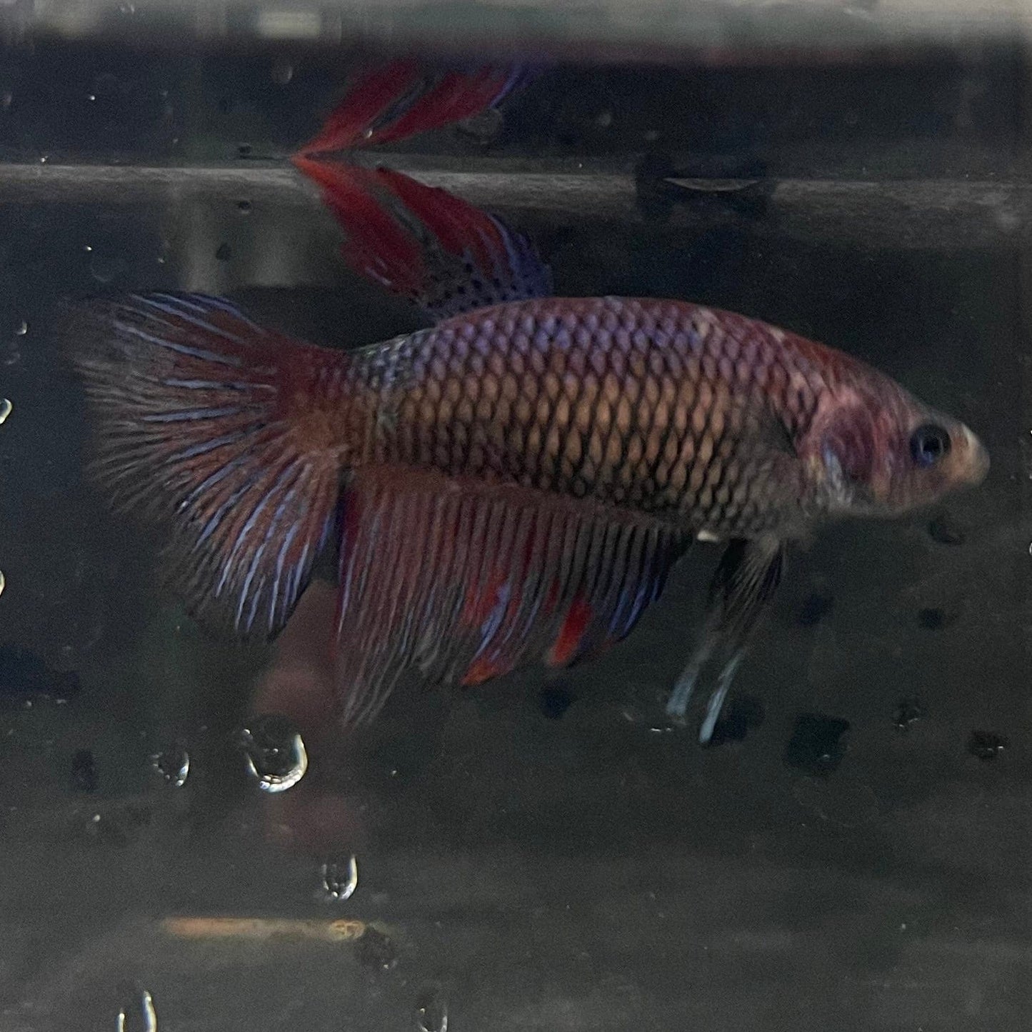 the-fish-farm Female Betta Female Betta - One Only - G Choose your own Female Betta at The Fish Farm Australia
