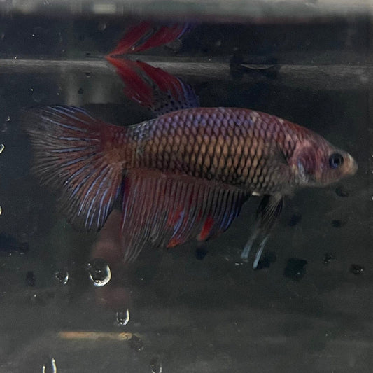 the-fish-farm Female Betta Female Betta - One Only - G Choose your own Female Betta at The Fish Farm Australia