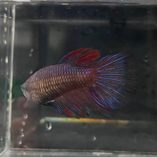 the-fish-farm Female Betta Female Betta - One Only - G Choose your own Female Betta at The Fish Farm Australia