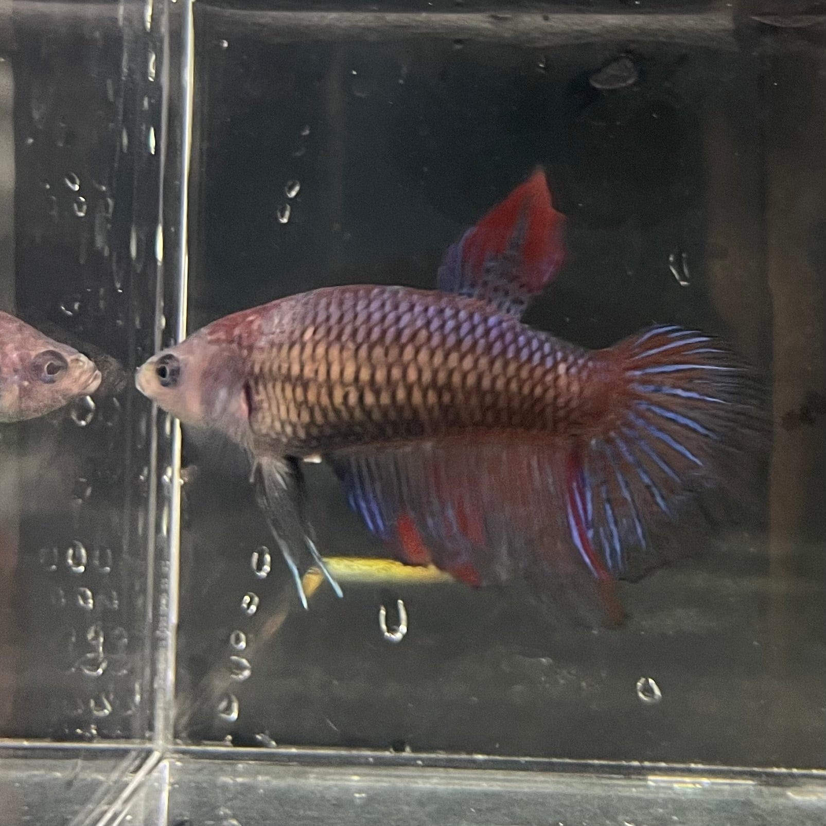 the-fish-farm Female Betta Female Betta - One Only - G Choose your own Female Betta at The Fish Farm Australia