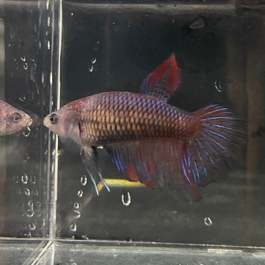 the-fish-farm Female Betta Female Betta - One Only - G Choose your own Female Betta at The Fish Farm Australia