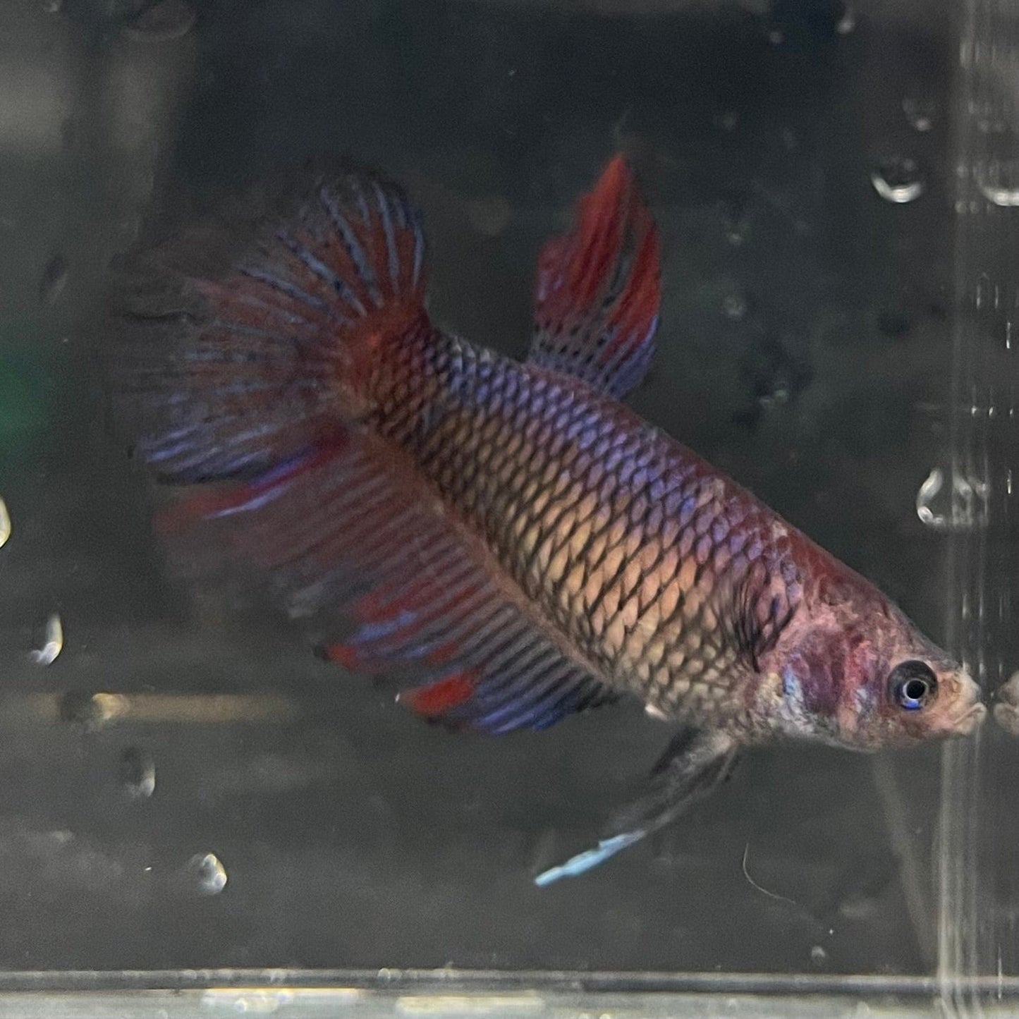 the-fish-farm Female Betta Female Betta - One Only - G Choose your own Female Betta at The Fish Farm Australia