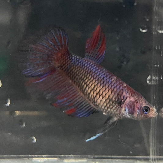 the-fish-farm Female Betta Female Betta - One Only - G Choose your own Female Betta at The Fish Farm Australia