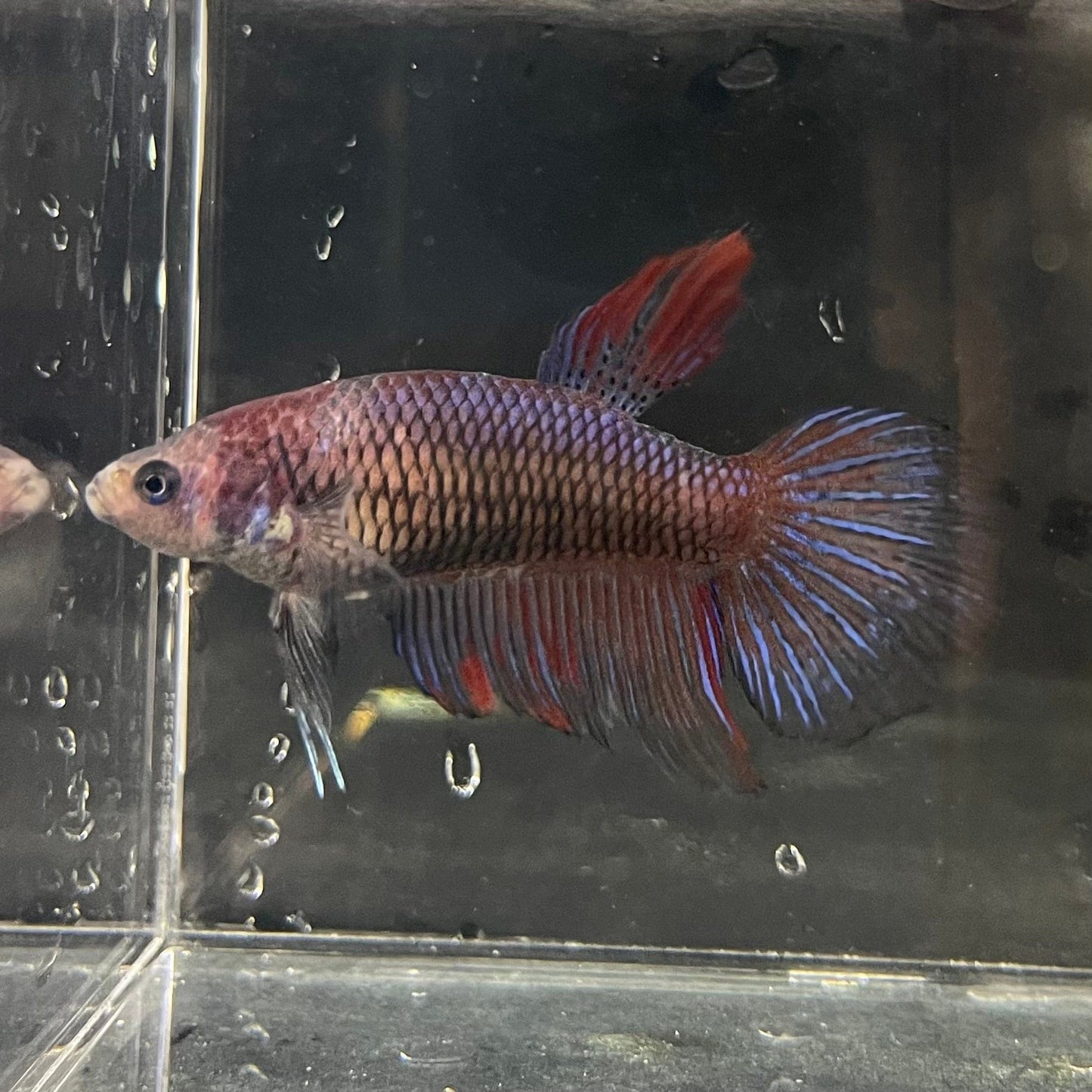 the-fish-farm Female Betta Female Betta - One Only - G Choose your own Female Betta at The Fish Farm Australia