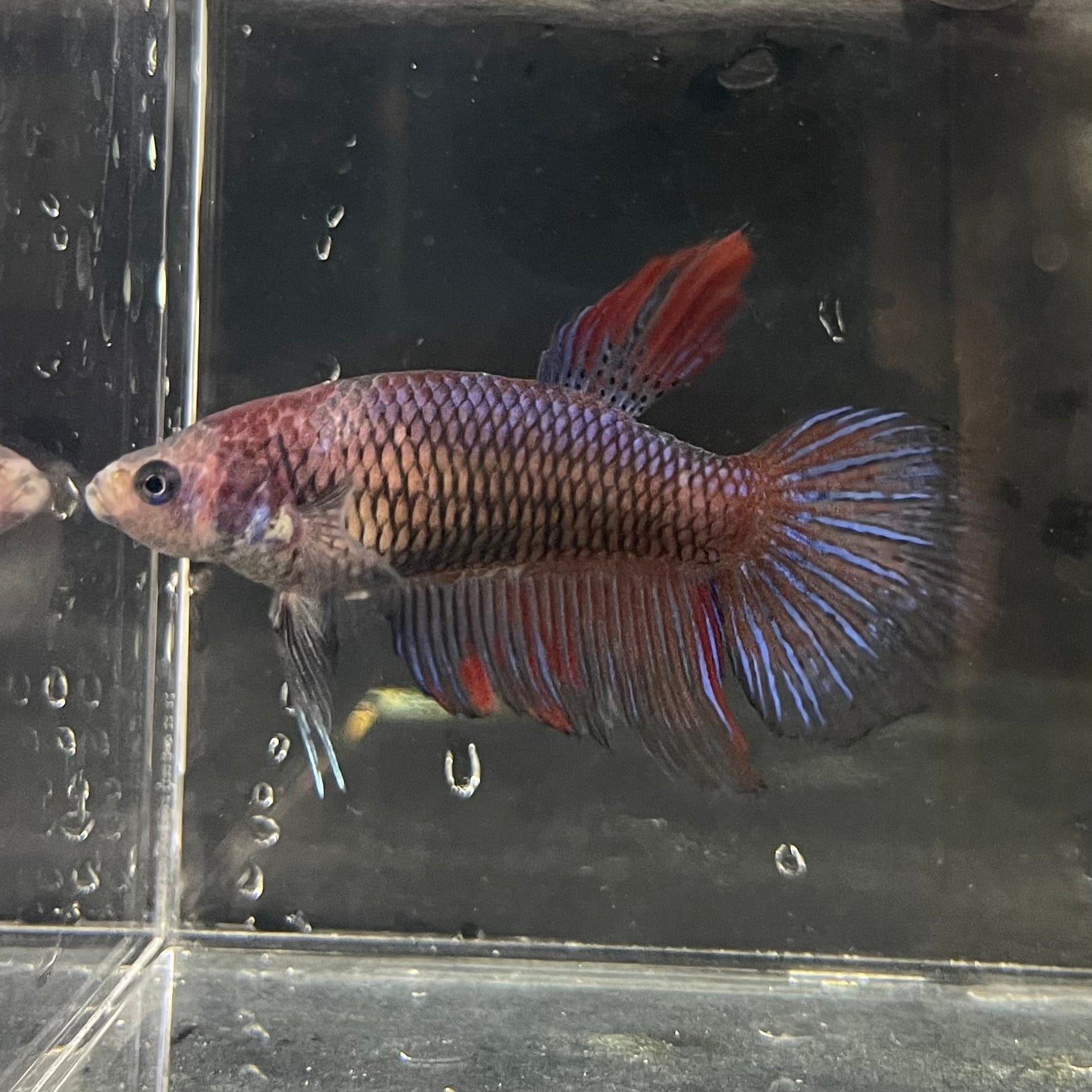 the-fish-farm Female Betta Female Betta - One Only - G Choose your own Female Betta at The Fish Farm Australia